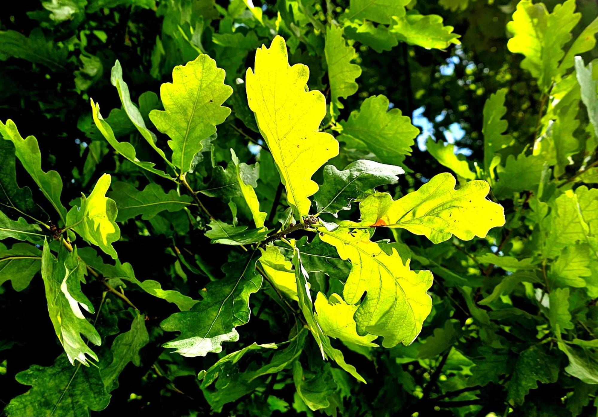 Park Apartment Krakau Buitenkant foto
